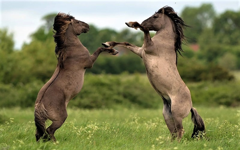 مبارزه اسب‌ها با یکدیگر