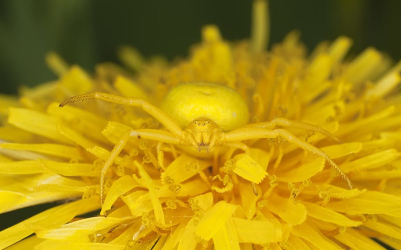 استتار عنکبوت خرچنگی طلایی روی گل زرد