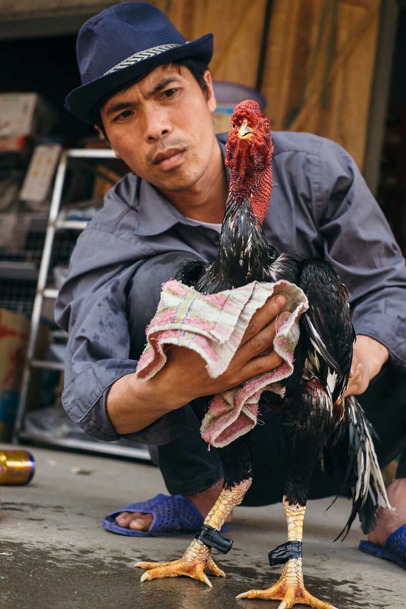 مرد ویتنامی همراه با خروسش