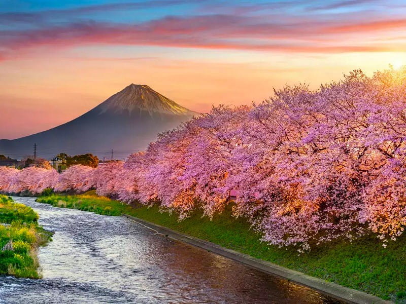 تماشای شکوفه های گیلاس در ژاپن، منبع: the times of india