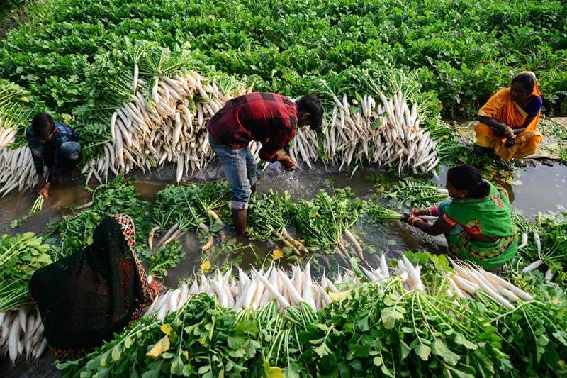 شستن سبزی تربچه توسط کارگران مزرعه‌ای در هند