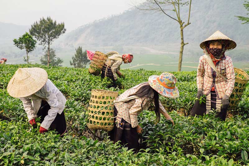 زنان ویتامی در حال چیدن برگ چای