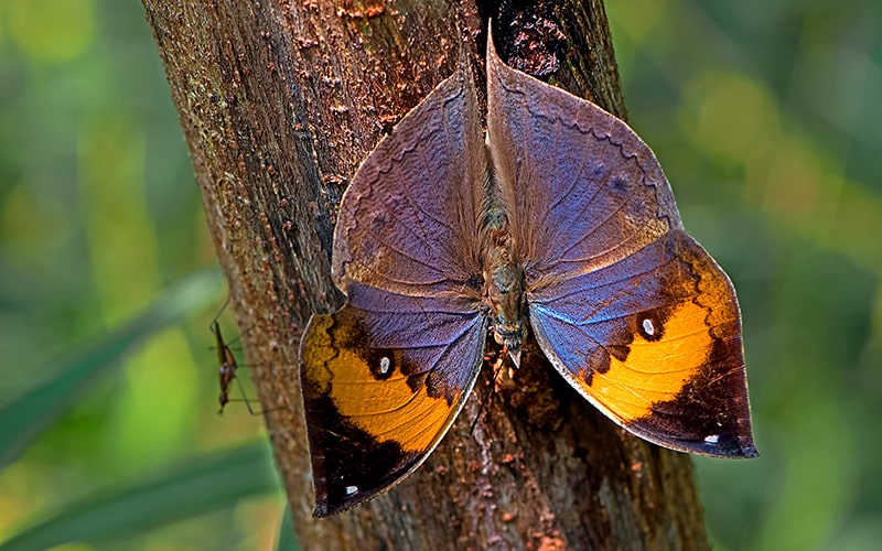 رنگ‌آمیزی روی بدن پروانه برگ بلوطی هندی 