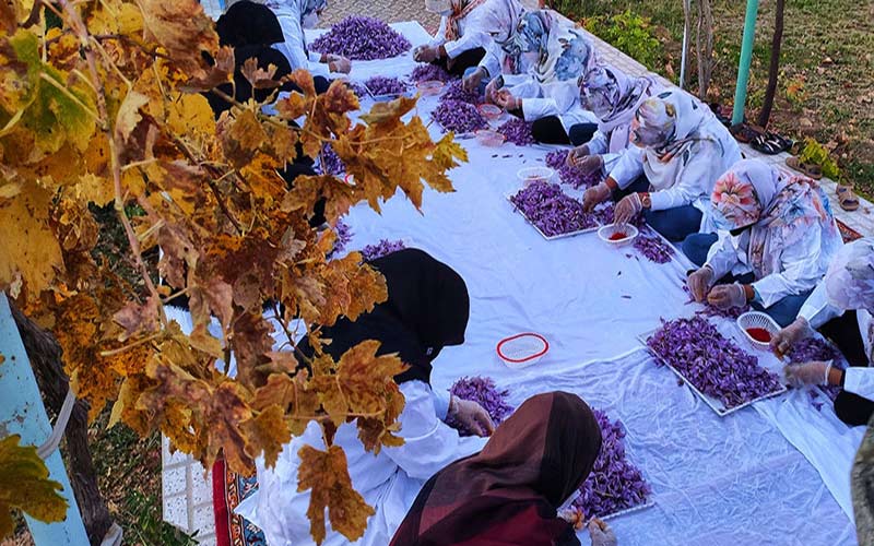 زنان در حال جداسازی زعفران از گل