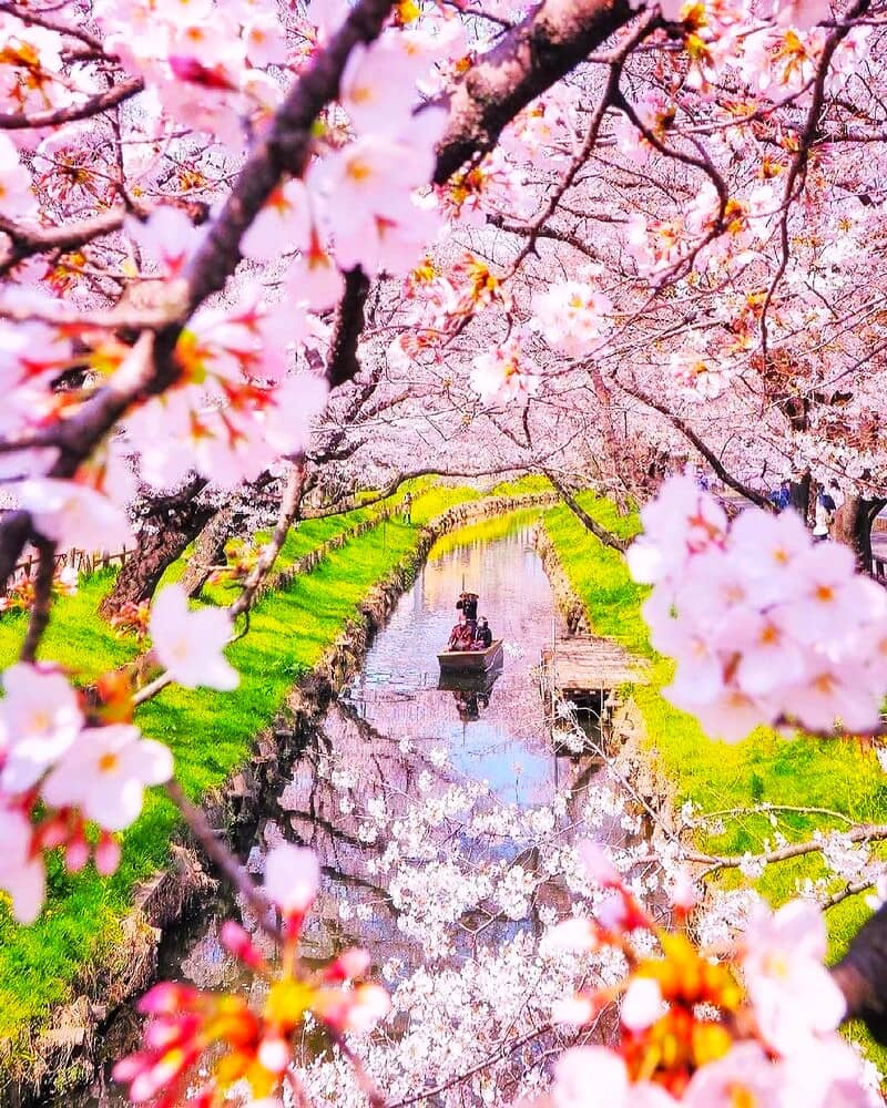 تماشای شکوفه‌های درختان گیلاس در ژاپن