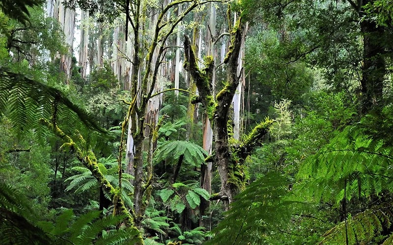 پوشش گیاهی جنگلی در استرالیا