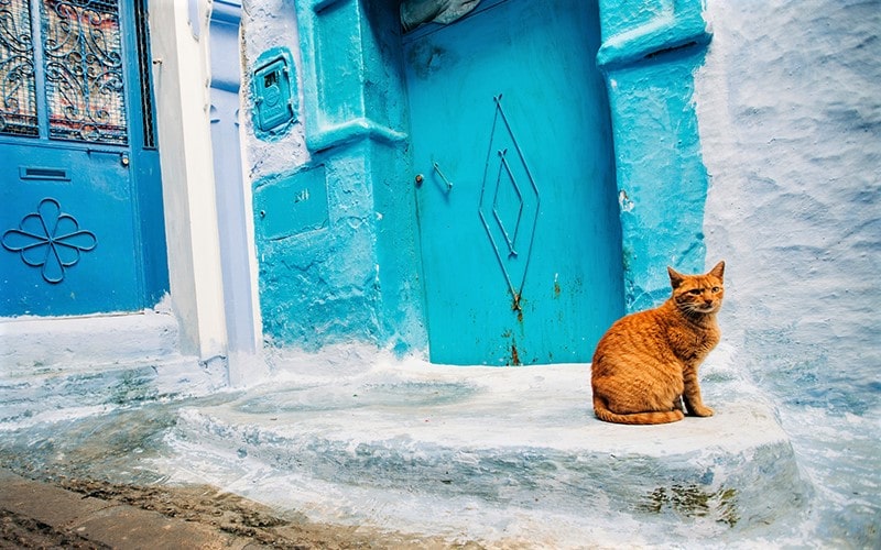 گربه در کوچه‌های شهر شفشاون مراکش، منبع عکس: unsplash.com، عکاس: Parker Hilton