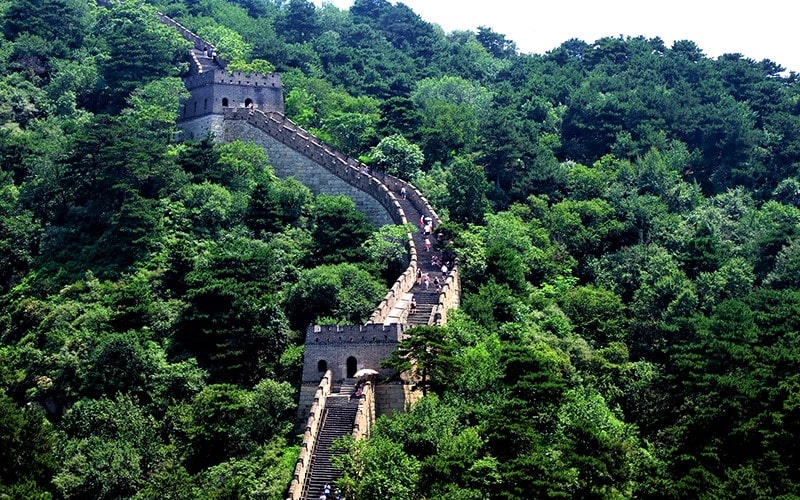 دیوار چین در احاطه درختان جنگل