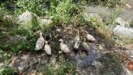 مرغابی های روستا و آبشار ارتکند؛ منبع عکس: گوگل مپ؛ عکاس: معین مهذب