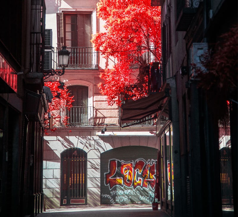درختی قرمزرنگ در میان ساختمان‌های شهر مادرید