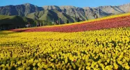 ردیف لاله های زرد و قرمز در مزرعه لزور دشت لاله های کندر، منبع عکس: صفحه اینستاگرام gasht.va.gozar، عکاس نامشخص
