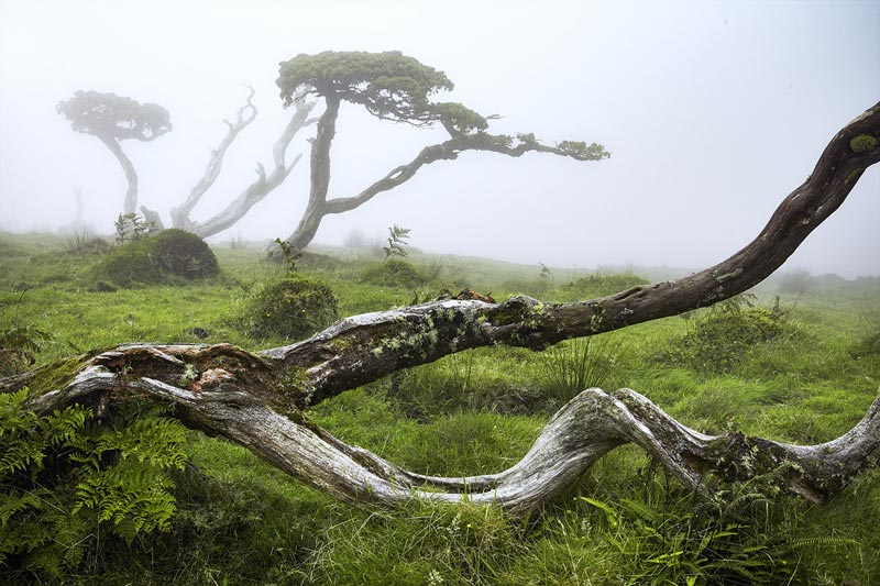 تنه درخت نیمه خشکیده در جزیره پیکو