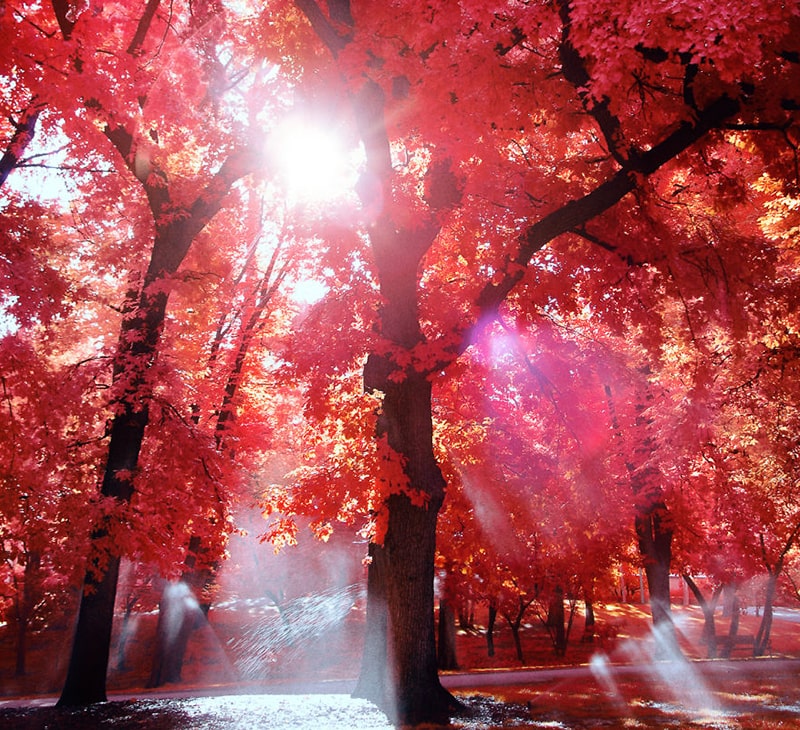 تابش نور خورشید از میان درختان قرمزرنگ مادرید