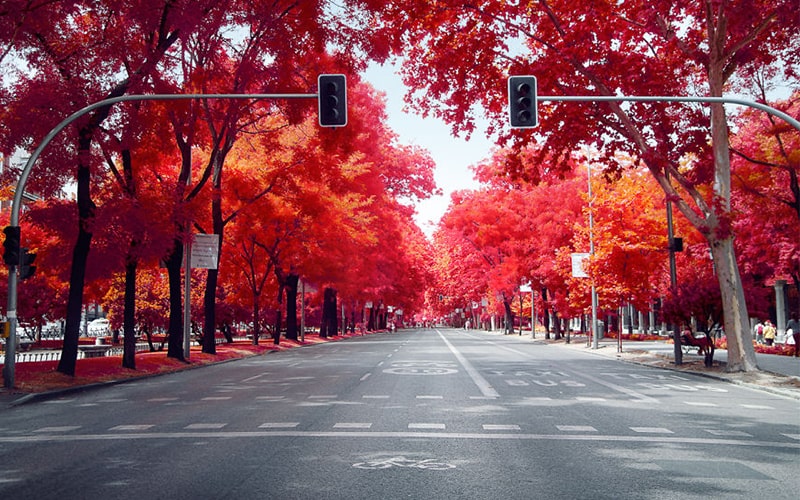 درختان قرمز در خیابانی در شهر مادرید