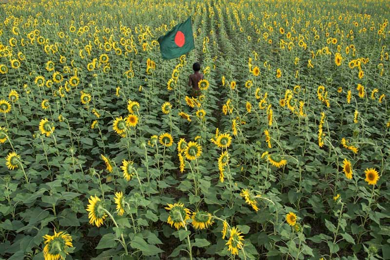 پسری با پرچم بنگلادش در مزرعه آفتابگردان