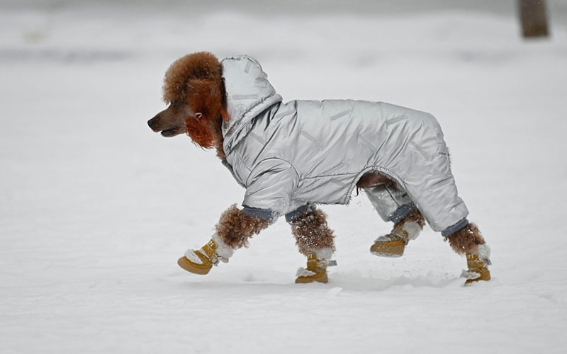 سگی با لباس زمستانی در برف