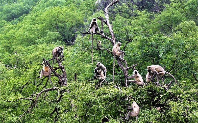 تعداد زیادی میمون روی درختان جنگل