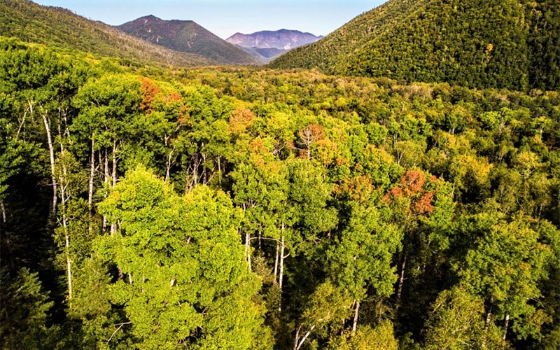 عکس هوایی از درختان جنگل