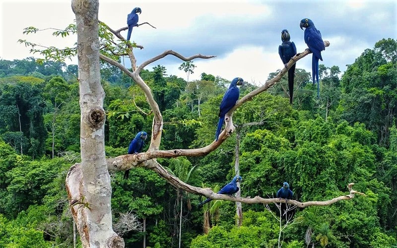 طوطی‌های آبی رنگ روی درختان جنگل