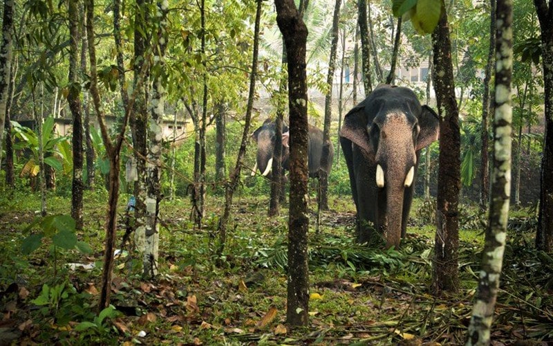 دو فیل در جنگل