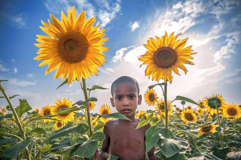 پسربچه‌ بنگلادشی در مزرعه گل آفتابگردان