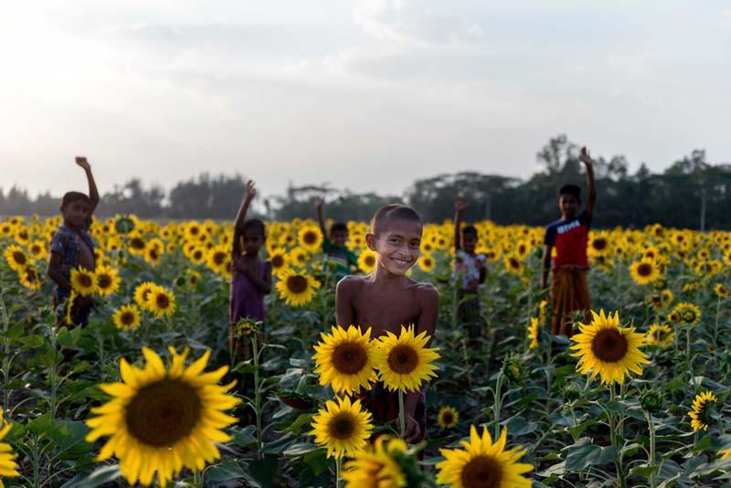 کودکان در مزرعه آفتابگردان