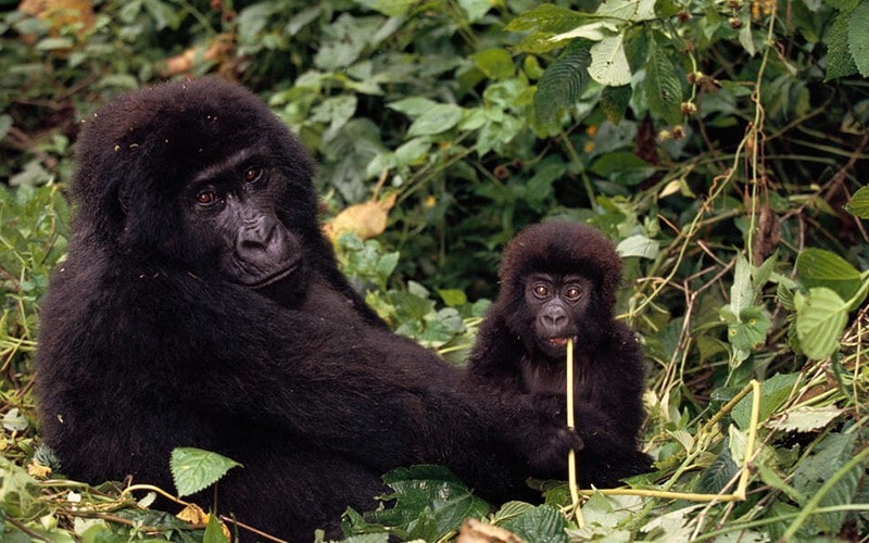 میمون مادر در کنار فرزندش در جنگل