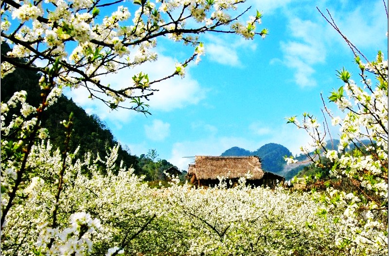 بهار در ساپا، منبع: hanoisuntravel.com