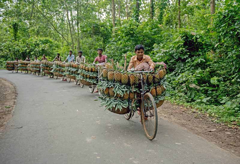 مردان در حال حمل آناناس‌های چیده شده در بنگلادش 