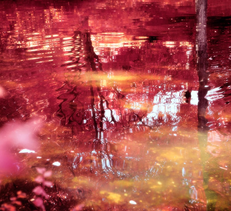 انعکاس درختان قرمزرنگ در آب دریاچه‌ای در مادرید