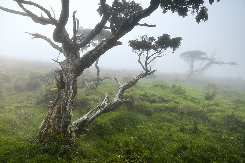 درختان نیمه خشک جنگلی در جزیره پیکو