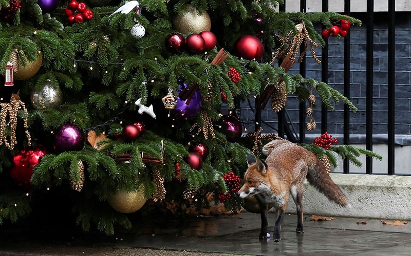 یک روباه در کنار درخت کریسمس