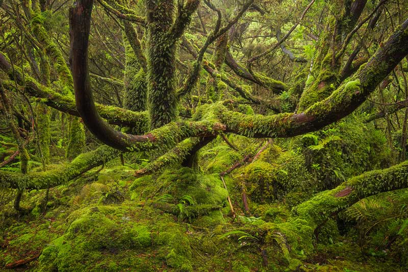 جلبک سبز روی تنه درختان جنگل در جزیره ترسیرا