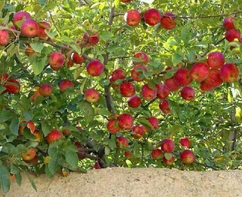 درختان سیب در روستای سُه اصفهان