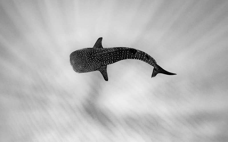 عکسی سیاه و سفید از یک ماهی 