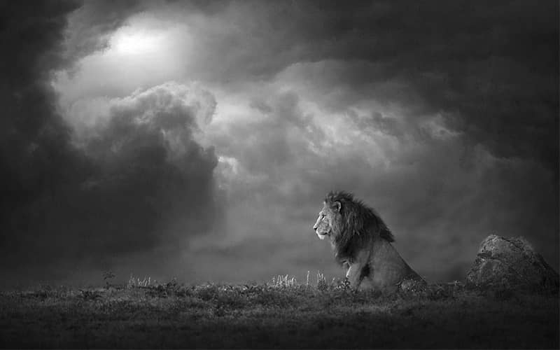 عکسی سیاه و سفید از یک شیر