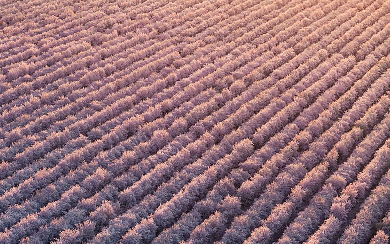 عکس هوایی از زمینی با گیاهان بنفش رنگ