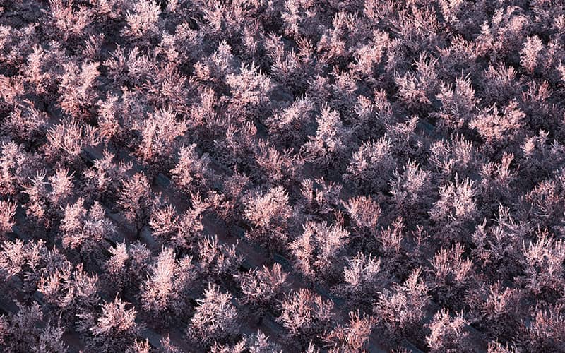 عکس هوایی از درختان بنفش رنگ یک باغ