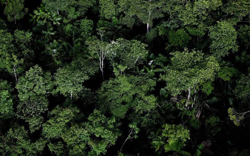 عکس هوایی از جنگل آمازون
