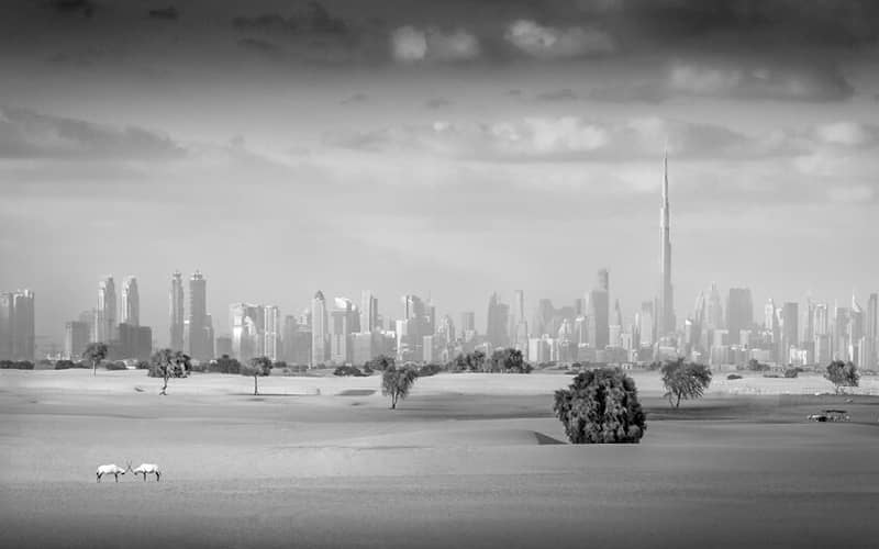 چشم انداز صحرا و شهر دبی در عکس سیاه و سفید