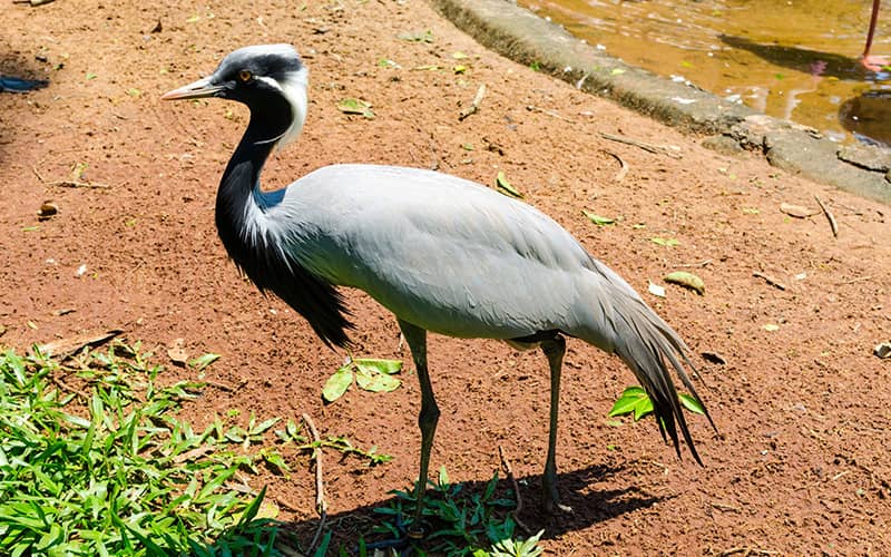یکی از پرندهای پارک پرندگان برزیل