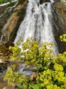 آبشار سیبیه خانی در بهار