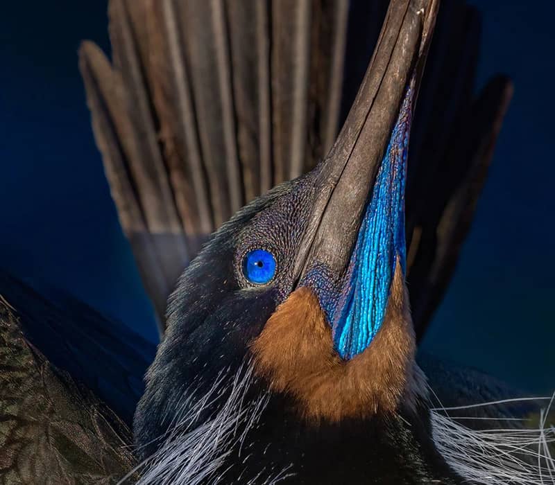 پرنده ای با چشمان آبی