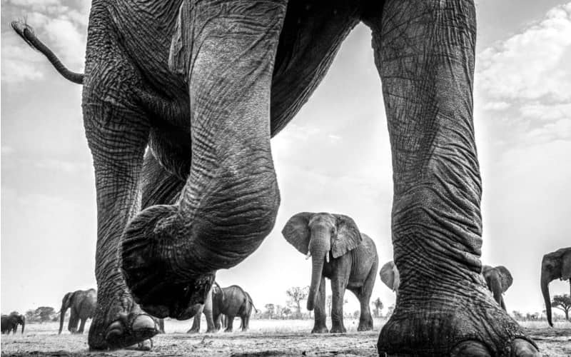 عکس سیاه و سفید از چندین فیل