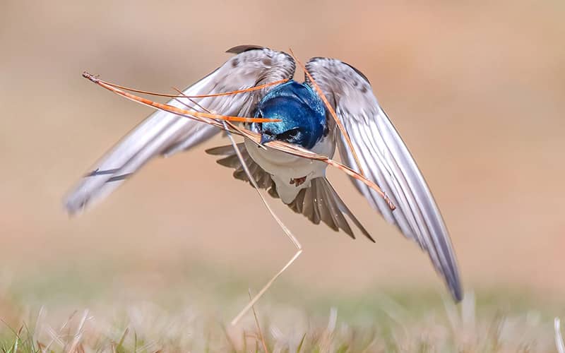 پرنده ای با سر آبی در حال ساخت لانه