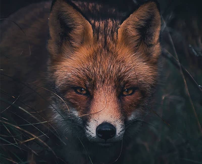 عکس پرتره یک روباه