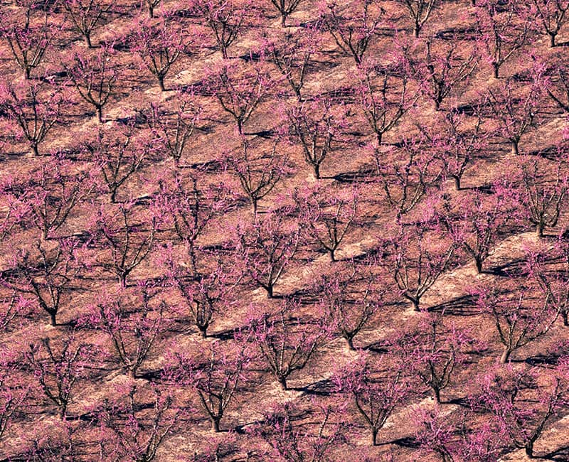 عکس هوایی از درختان بنفش رنگ یک باغ