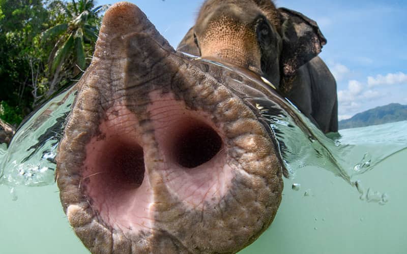 عکس از نزدیکی خرطوم فیل در زیر آب