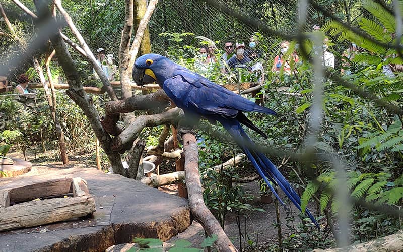 پرنده ای از خانواده طوطی با پرهای آبی در پارک پرندگان گوئیرا اوگا