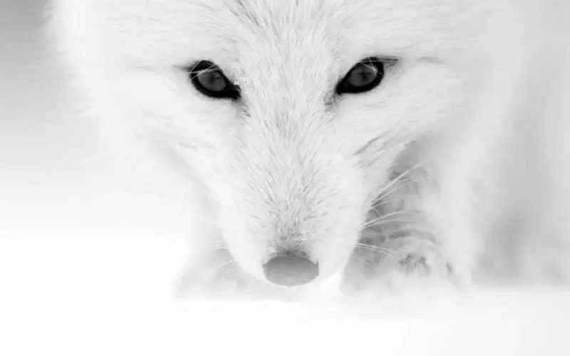 عکسی از روباه سفید
